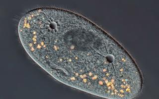 Инфузория туфелька — микроорганизм в аквариуме